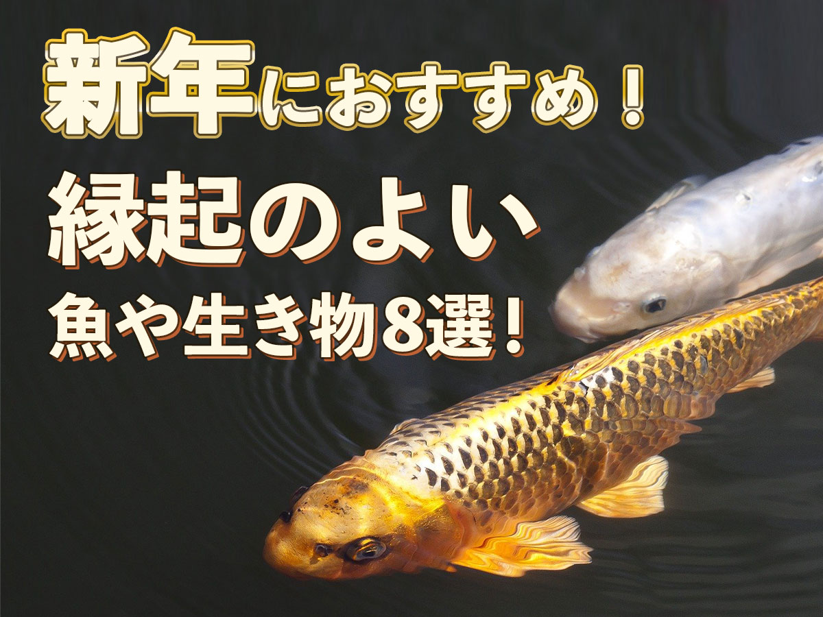 新年におすすめ！金魚など縁起のよい魚や生き物8選！おめでたい魚で彩