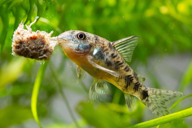 熱帯魚に同じ餌を与え続けるとどうなる 食滞 体型崩れしない給餌とは トロピカ