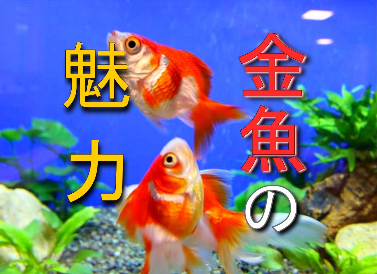 金魚の魅力とは 日本人と金魚の関係から 可愛らしさのポイントを解説 トロピカ