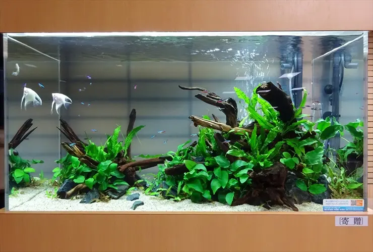 初心者必見！！水槽で育てやすい水草の種類 5つ｜アクアリウム情報