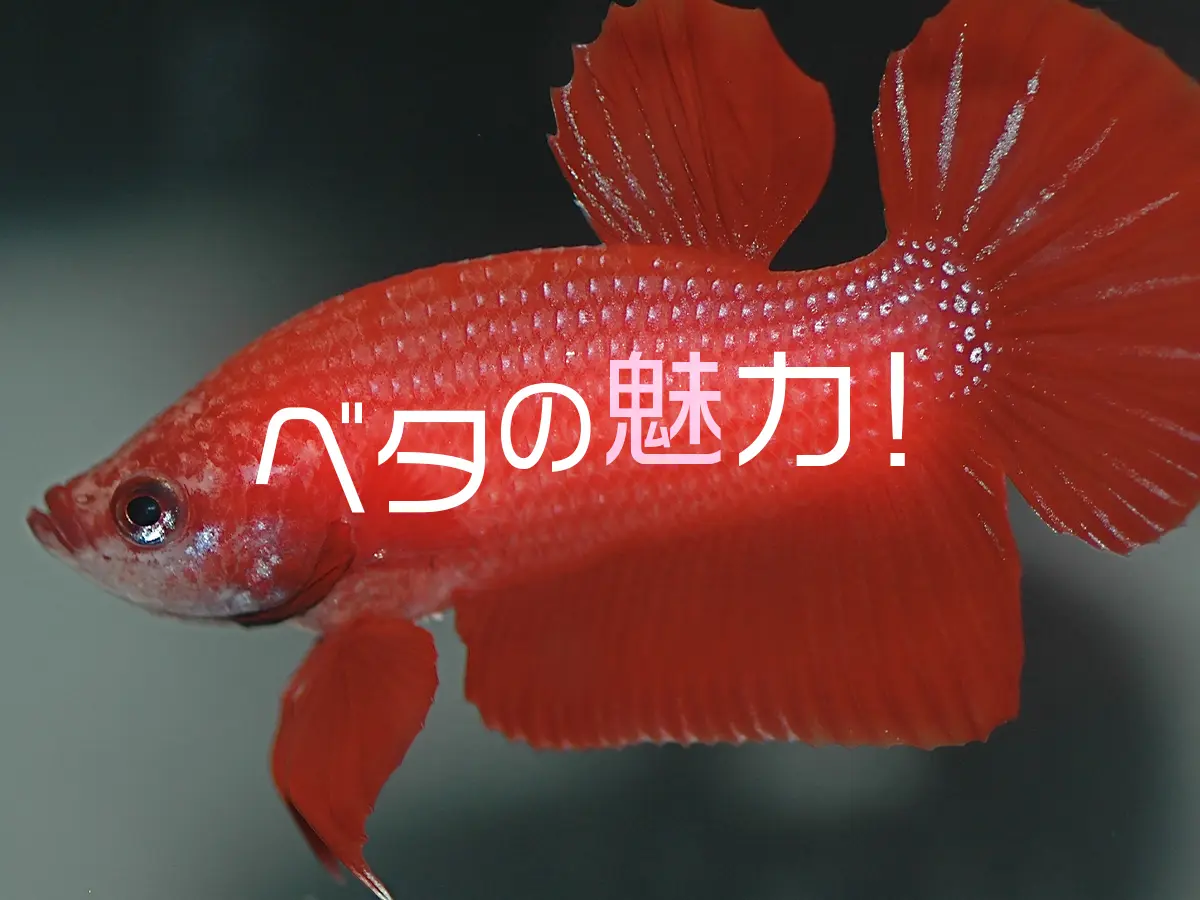 ベタの魅力は姿だけではない！あらゆる角度からベタの魅力を解説します