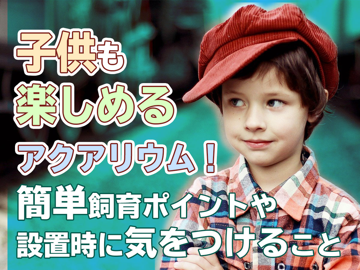 子供も楽しめるアクアリウム 簡単飼育ポイントや設置時に気をつけること トロピカ