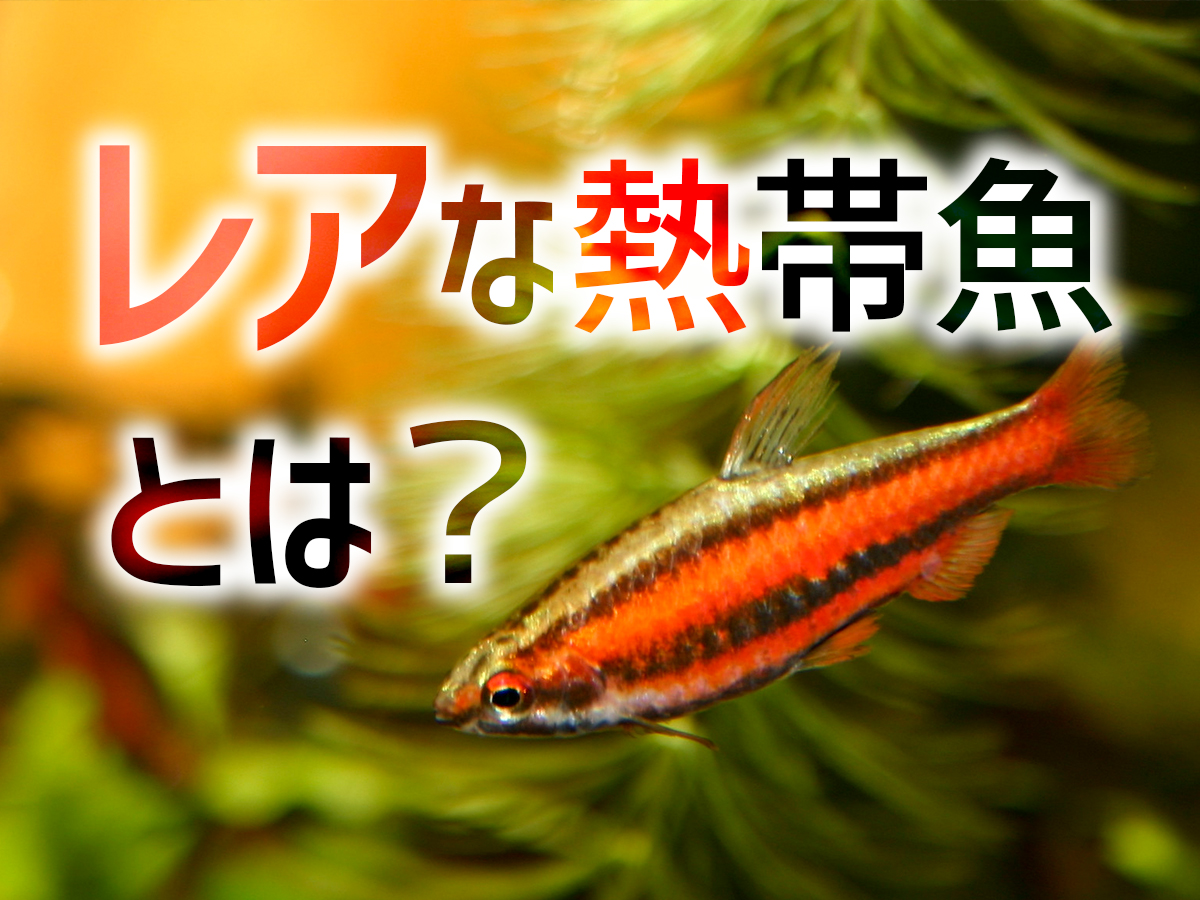 レアな熱帯魚とは なかなか出会えないけど人気の魚11種 魅力を解説 トロピカ