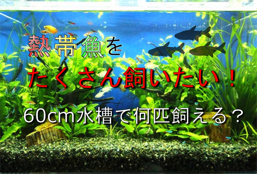 60cm水槽まるごとセット　熱帯魚、エビ等小さい生き物が増えます f5d094d66bf5e5772ff66118e10630
