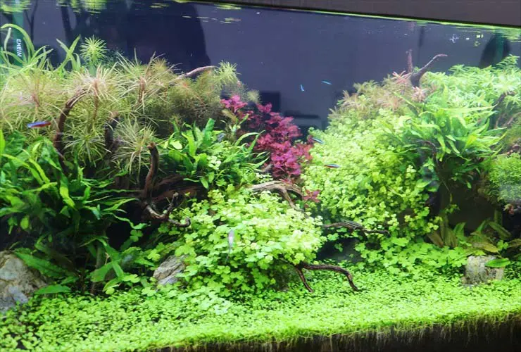 初心者におすすめしない水草8つ！レイアウト・育成など難しい点も解説