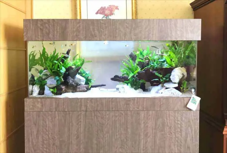 大型水槽　熱帯魚 大型水槽におすすめの熱帯魚とは！大型アクアリウムで映える熱帯魚を