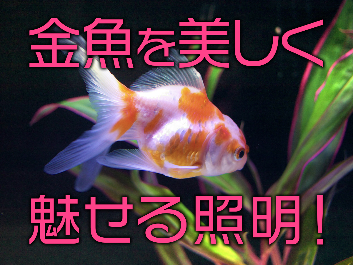 金魚が綺麗に見えるled5選 照明効果と運用のポイントを解説します トロピカ