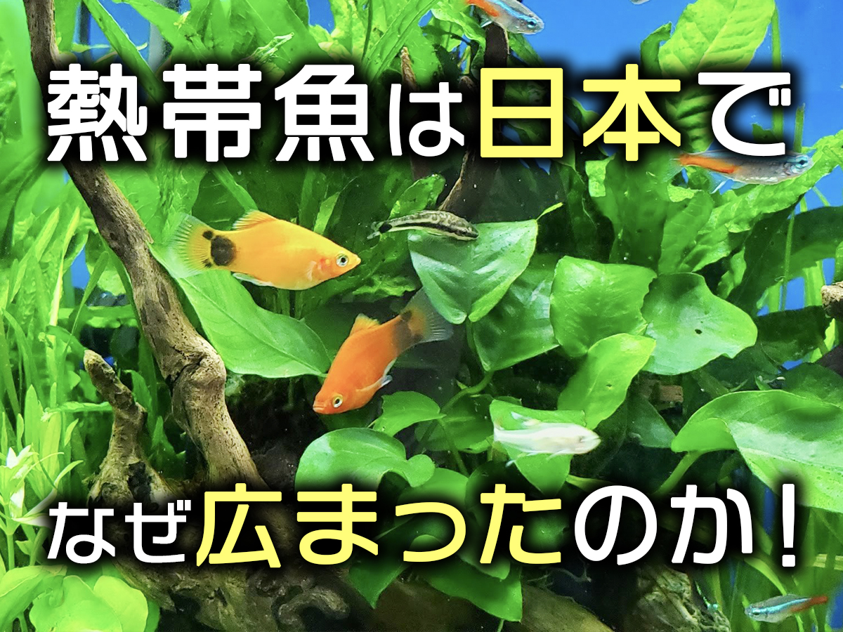 熱帯魚は日本でなぜ広まったのか！熱帯魚飼育の歴史と人気魚種をみる
