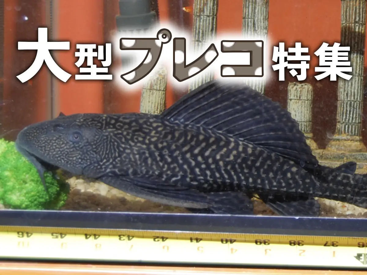 （お渡し決定）セルフィンプレコ3匹　大きいです！ tr_pleco_big.jpg.webp
