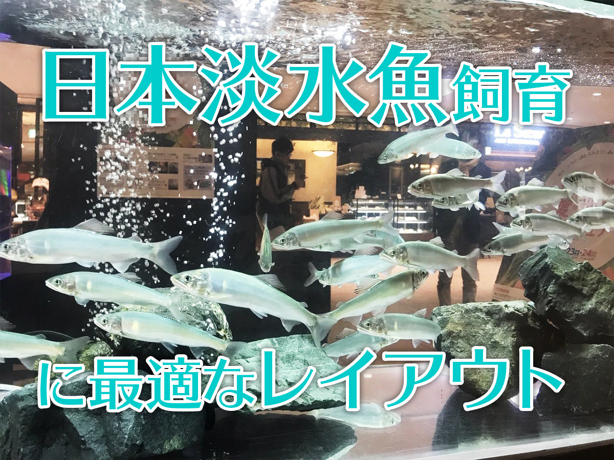 日本淡水魚飼育に最適なレイアウトとは 水流 水温 混泳まで解説します トロピカ