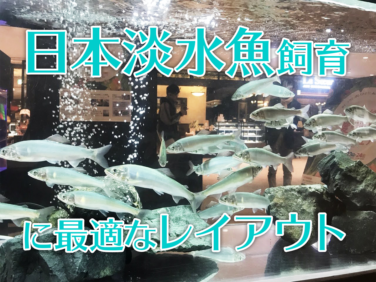 日本淡水魚飼育に最適なレイアウトとは 水流 水温 混泳まで解説します