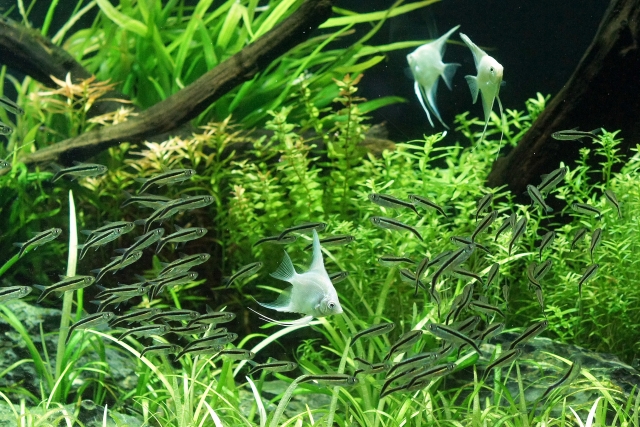 ユニークな水草8選 丸い 色が美しい 形がおもしろい水草を特集です トロピカ