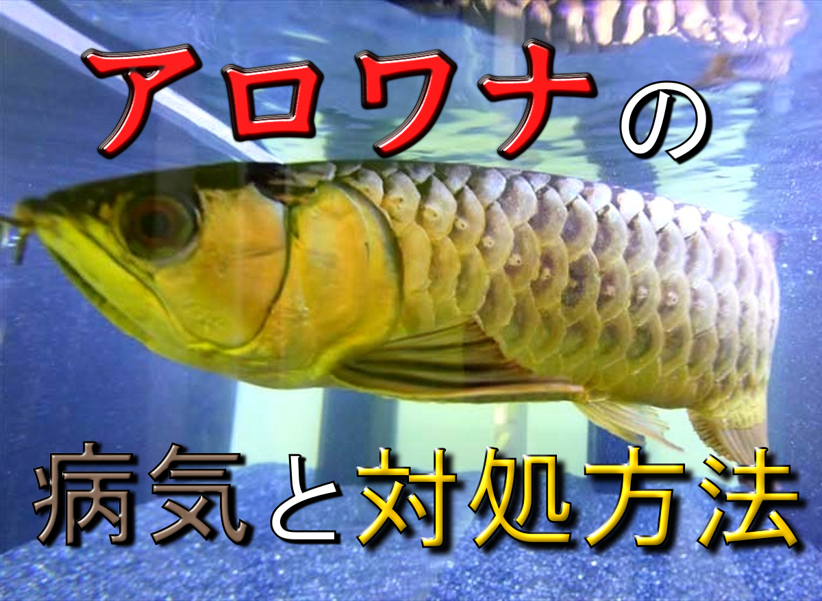 アロワナの病気と対処方法 ヒレ 目 エラめくれなど症状や予防策を解説