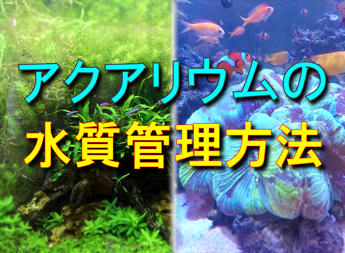 アクアリウムの水質管理方法 魚 水草 サンゴを健康に育てる水質例とは トロピカ