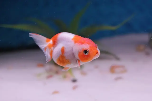 大型金魚7選！コメット・オランダなど大きくなる種類や飼育できる水槽 