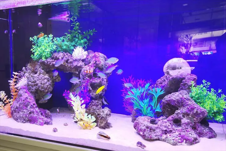 熱帯魚水槽を買うなら、レンタルも考えるべき5つの理由!|アクアリウム 熱帯魚水槽を買うなら、レンタルも考えるべき5つの理由!|アクアリウム