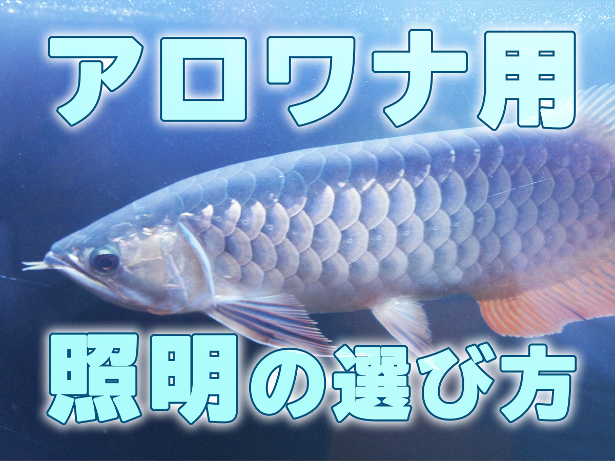 アロワナ用照明の選び方とおすすめ6選！体色別の使い分けを解説します