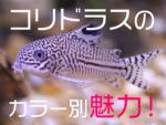 コリドラスにおすすめの底床材8選 田砂など底床で最適なのはコレだ トロピカ