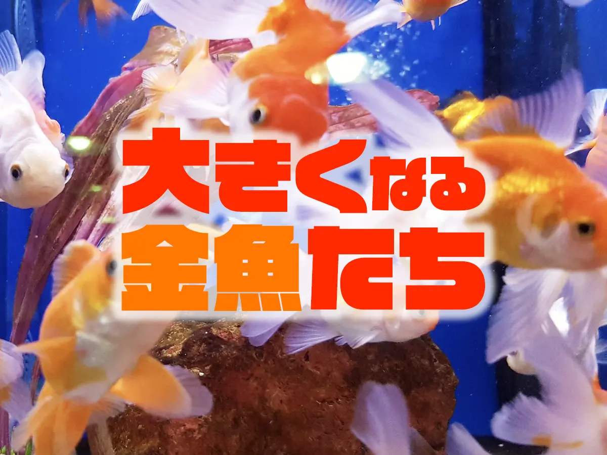 大型金魚7選！コメット・オランダなど大きくなる種類や飼育できる水槽 