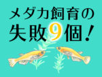 1匹100万円 高価なメダカを紹介 どうしてそんなに高いのか トロピカ