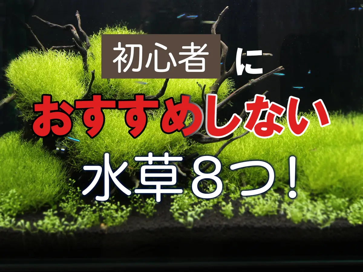 初心者におすすめしない水草8つ！レイアウト・育成など難しい点も解説