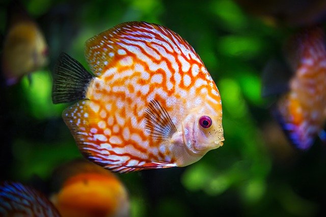熱帯魚の王様ディスカスとは 異彩を放つ美しいディスカスの魅力を解説 トロピカ