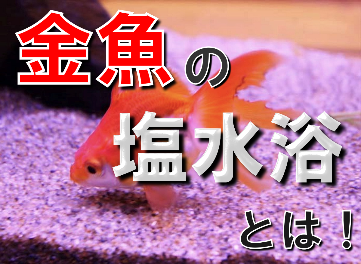 金魚の塩水浴とは 塩水浴の効果 濃度 期間 戻し方を徹底解説します トロピカ