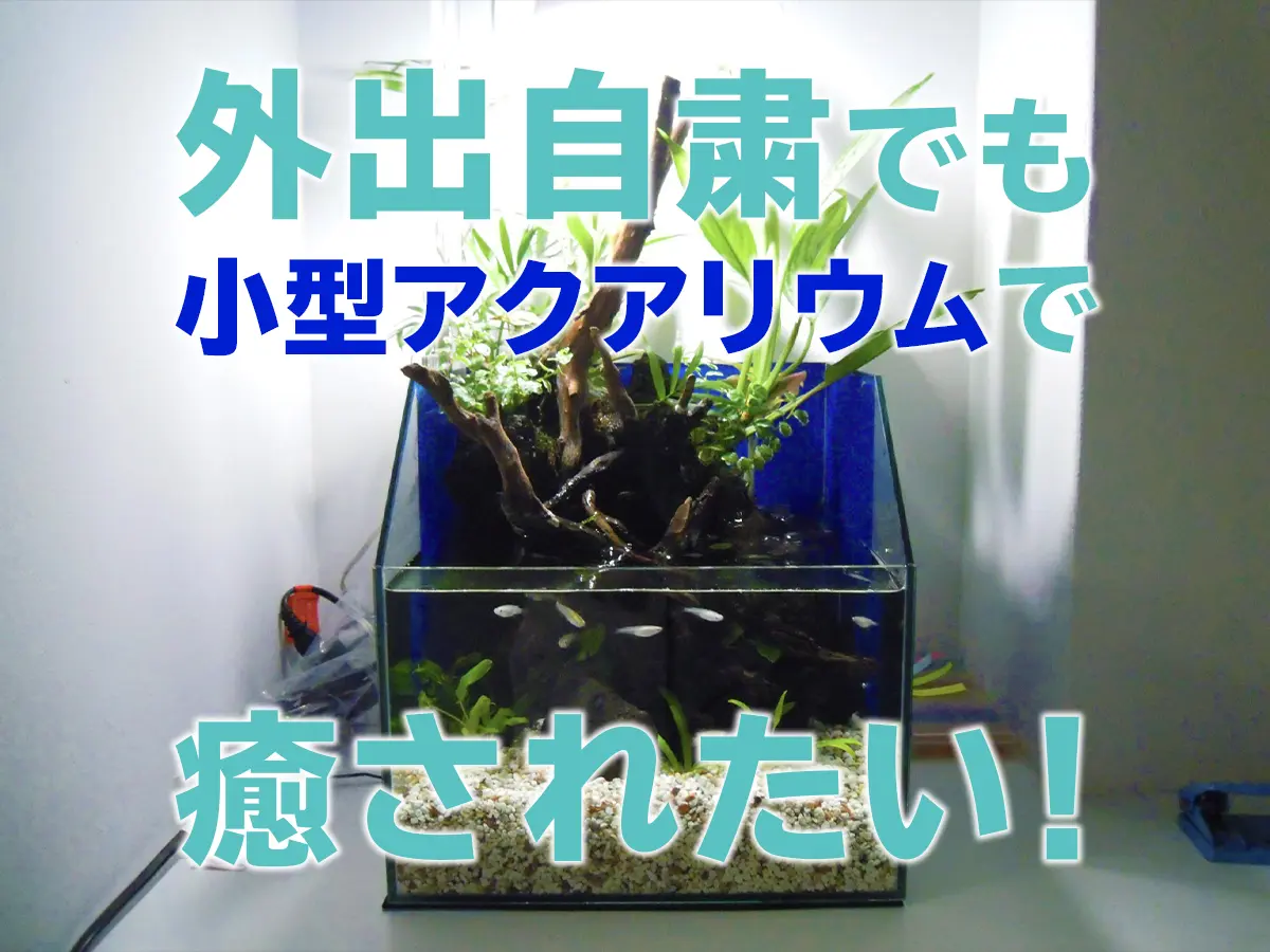 外出自粛中でも小型アクアリウムを始めよう！手軽で楽しくしかも癒さ 