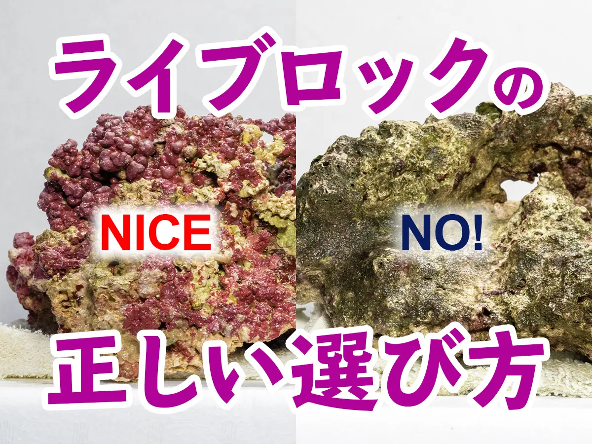 ライブロックの正しい選び方!ショップでライブロックを選ぶときの ライブロックの正しい選び方!ショップでライブロックを選ぶときの