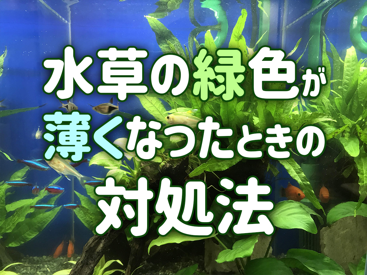 水草の緑を濃くしたい 色が薄くなってしまった水草を鮮やかに戻す方法 トロピカ