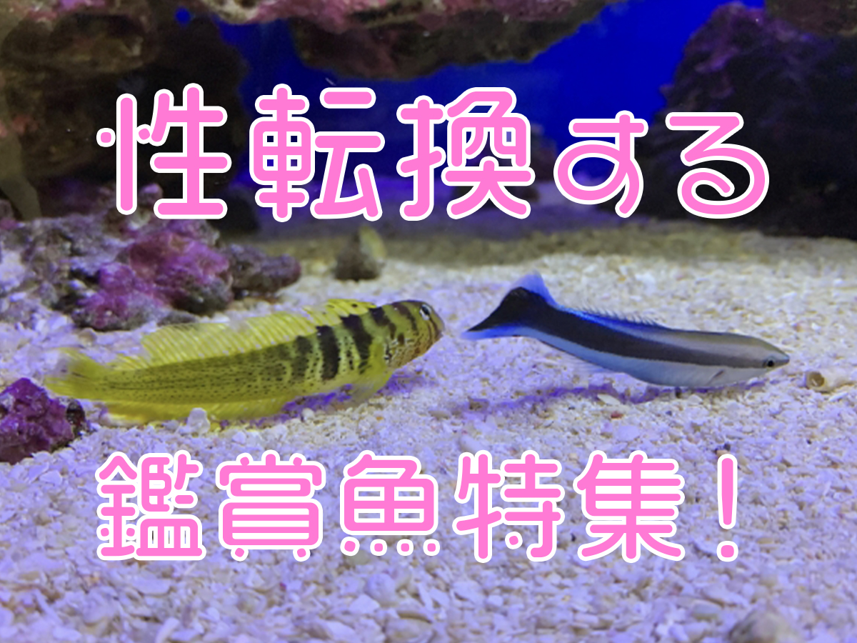 性転換する魚 オス メスが変化する観賞魚5種 飼育できる種類を紹介 トロピカ