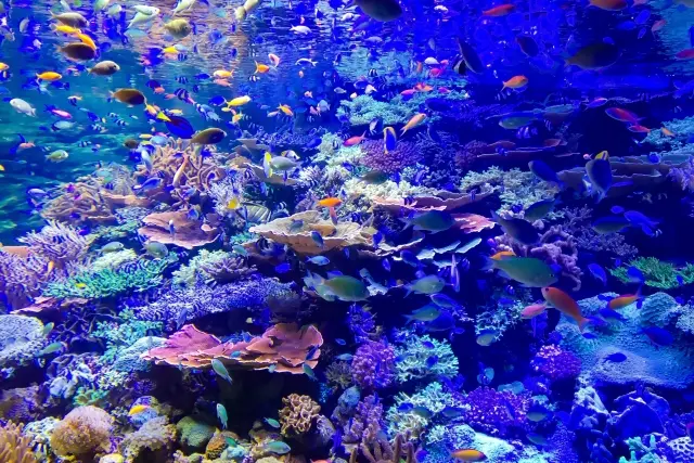 激レア】マイクロアクア アクアリウム 熱帯魚 泳ぐ インテリア トミー
