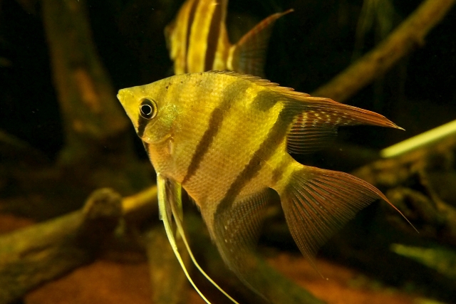 気が強い魚7種！混泳・複数飼育に注意したい熱帯魚・観賞魚たちを紹介！ | トロピカ