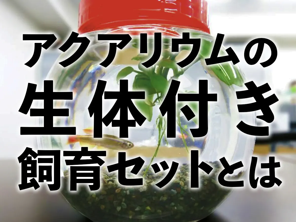 アクアリウムの生体付き飼育セットで手軽に始めよう！おすすめセット5