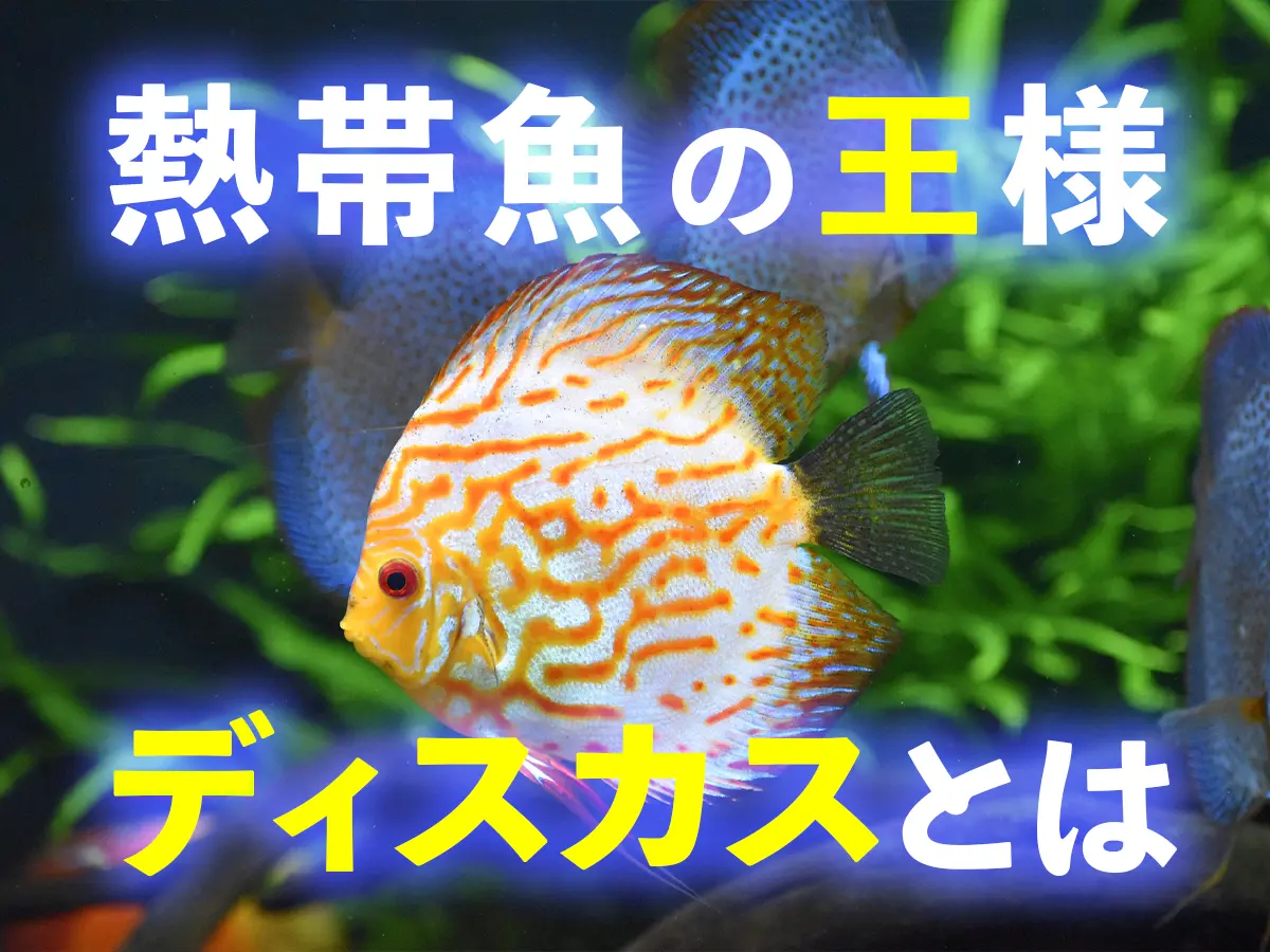 ディスカス大（白）と小魚 楽天市場】ホワイト ディスカス（熱帯魚・アクアリウム｜ペット