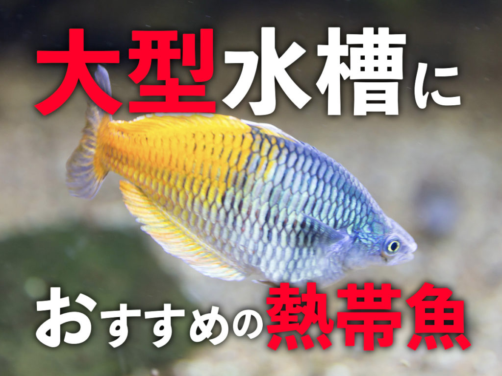 tr_0509sub2-1024x768.jpg