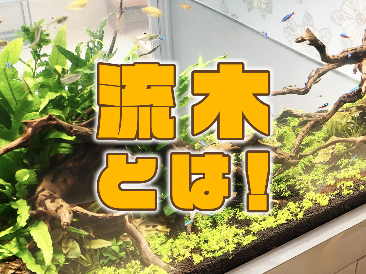 りん様確認用 流木の種類をお選び下さいませ。 - 家具