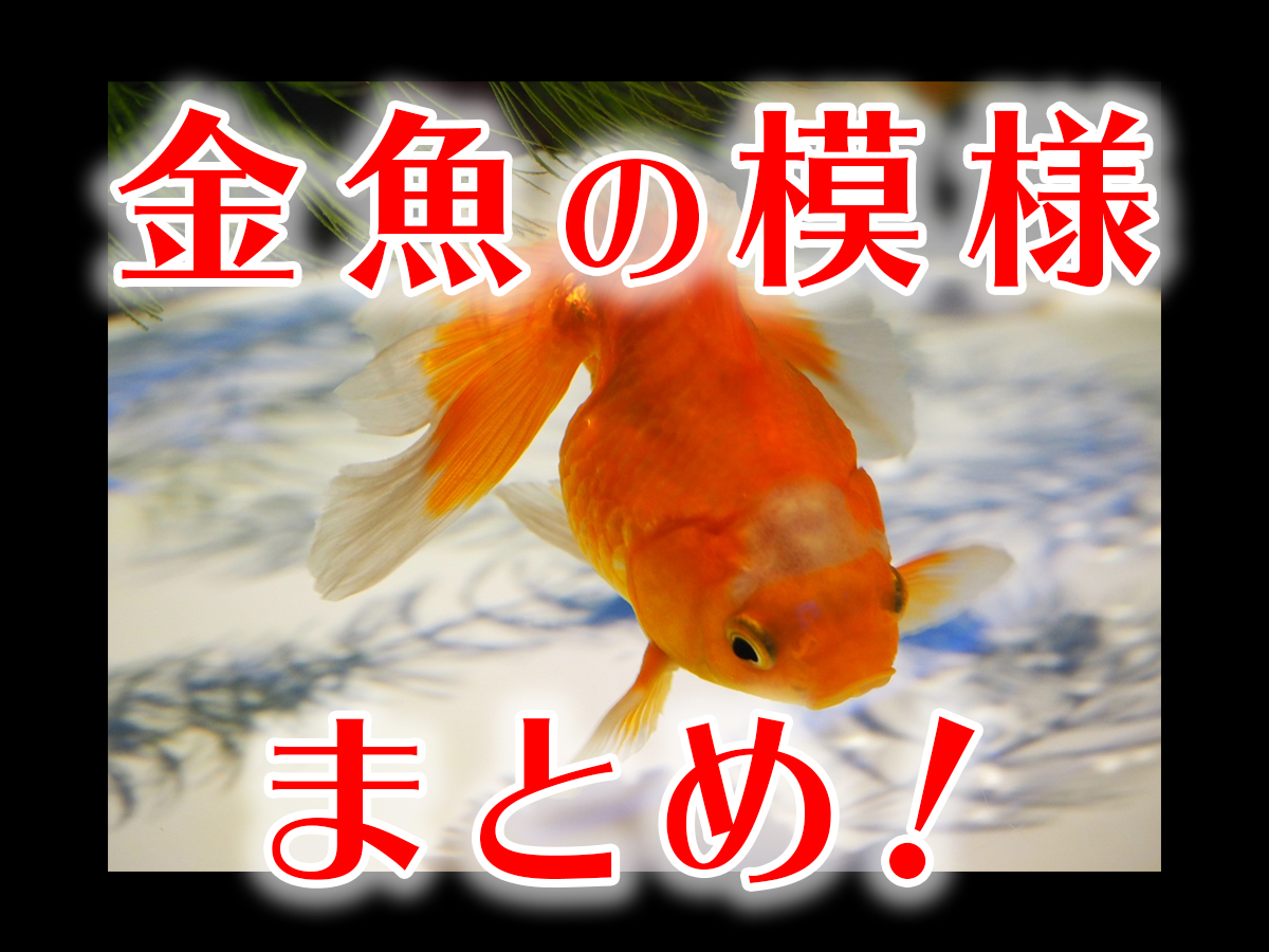 金魚の体色・模様の種類！更紗・三色から頭の形まで！成長で体色は ...