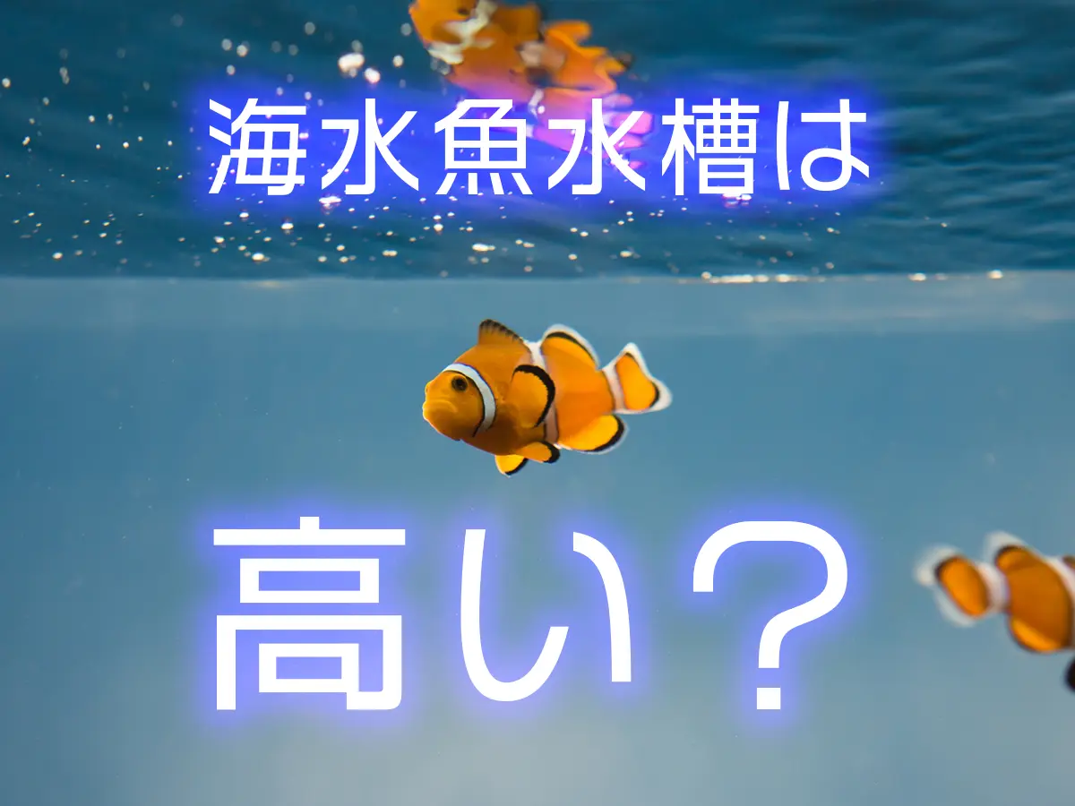海水魚水槽は高い？お得に本格海水水槽を立ち上げる方法と使いたい設備
