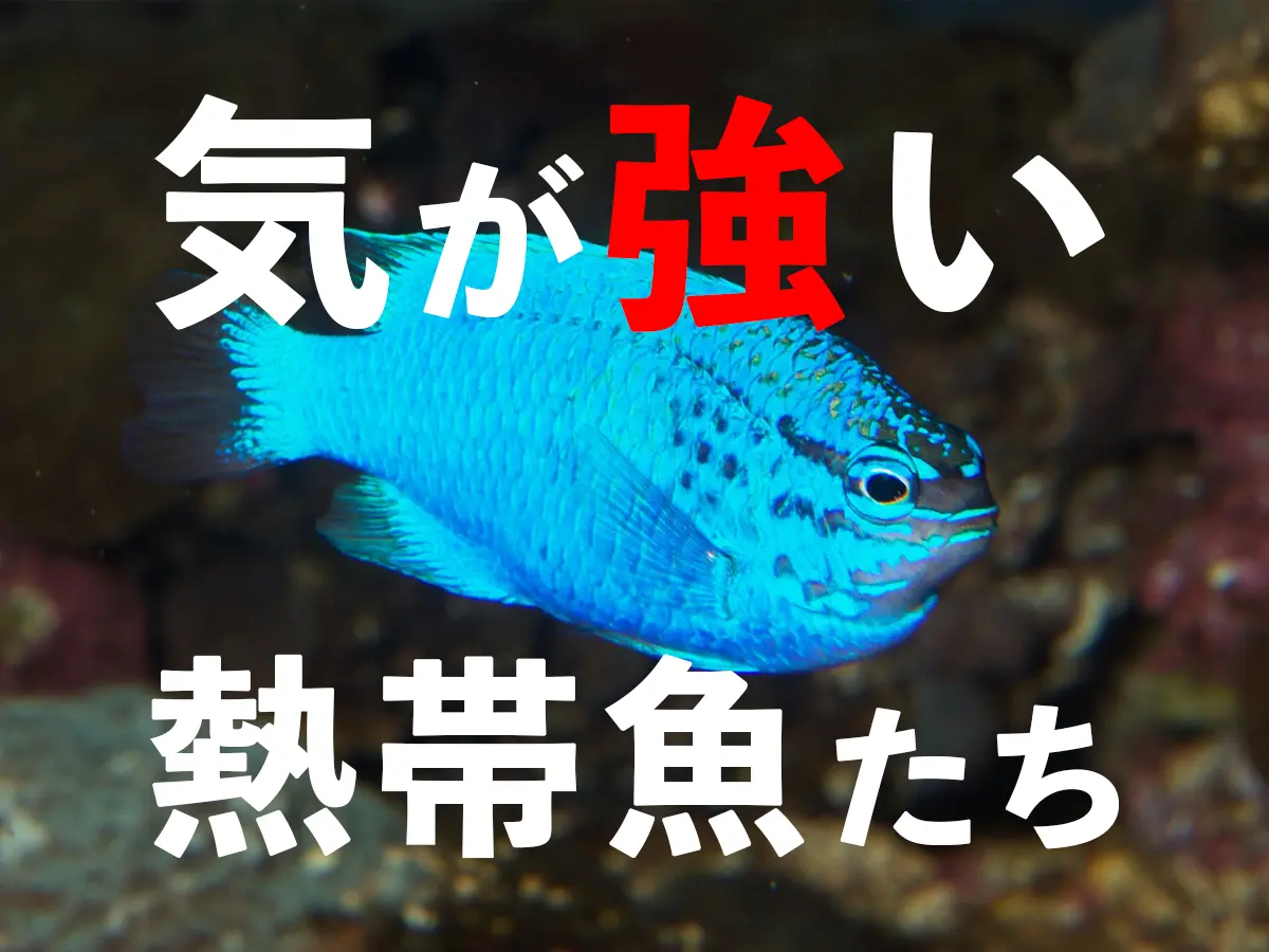 海水魚 生体7点 【公式通販】