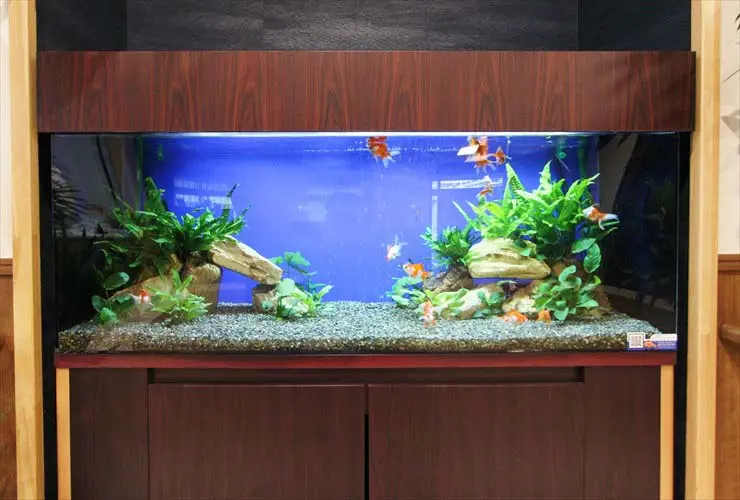 大型水槽　熱帯魚 大型水槽におすすめの熱帯魚とは！大型アクアリウムで映える熱帯魚を