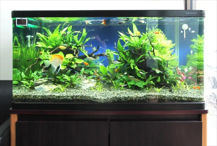 トリミング手間を減らそう! 成長の遅い水草10選! 育成ポイントも解説