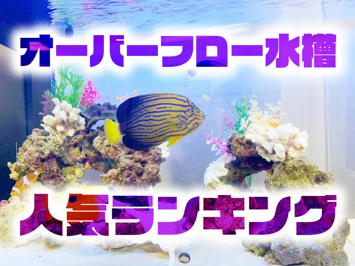 オーバーフロー水槽＋ガラス蓋　海水魚　熱帯魚　アクア 60cmオーバーフロー水槽！おすすめの海水水槽はこれだ | 海水魚通販は