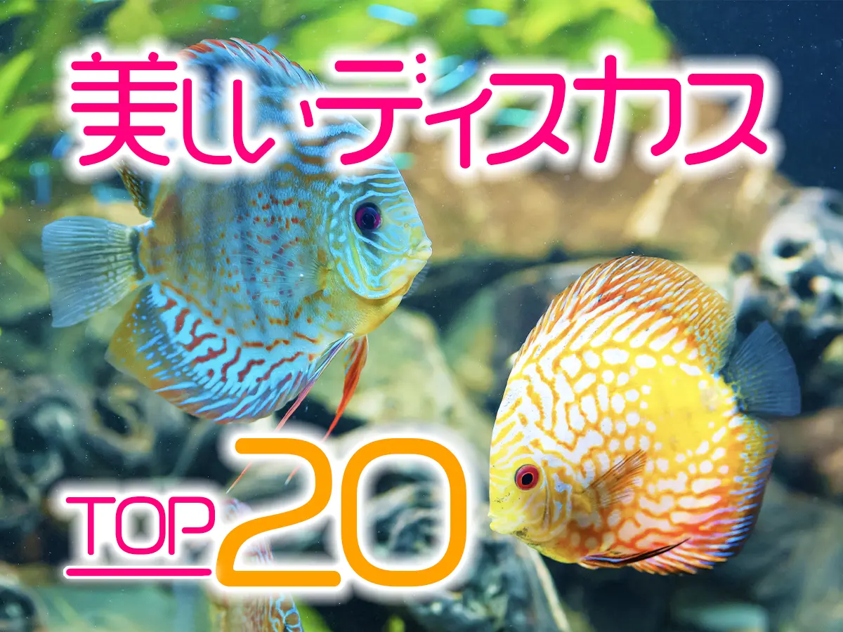 美しいディスカスTOP20！鮮やかな人気種からレア種までご紹介します