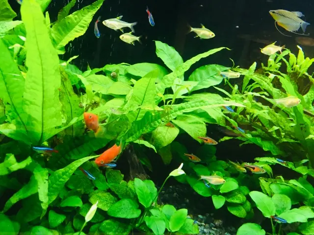 使用年数1年以下熱帯魚水槽ごと+EHEIM2つ 初心者でも簡単にできる熱帯魚 カージナルテトラの飼育方法 | 浅草