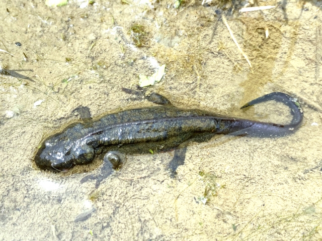 メダカの天敵とは 屋外飼育で気を付けたいメダカの外敵と対策を紹介 トロピカ