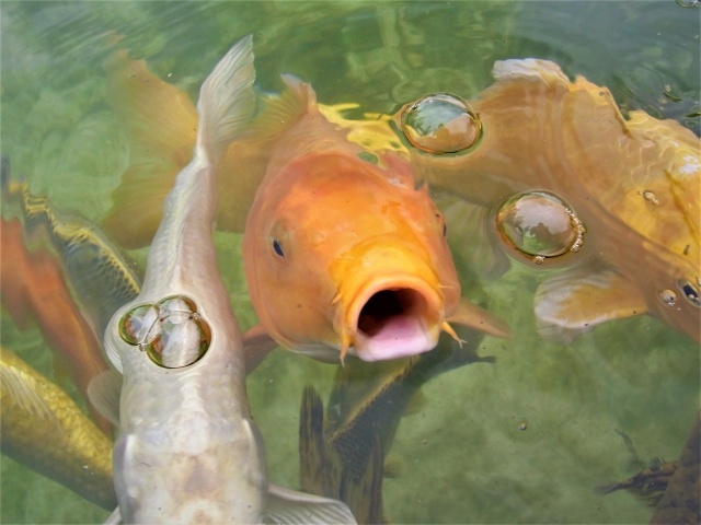 金魚と鯉は何が違うの 生態 飼い方の違いから混泳の可否まで解説します トロピカ