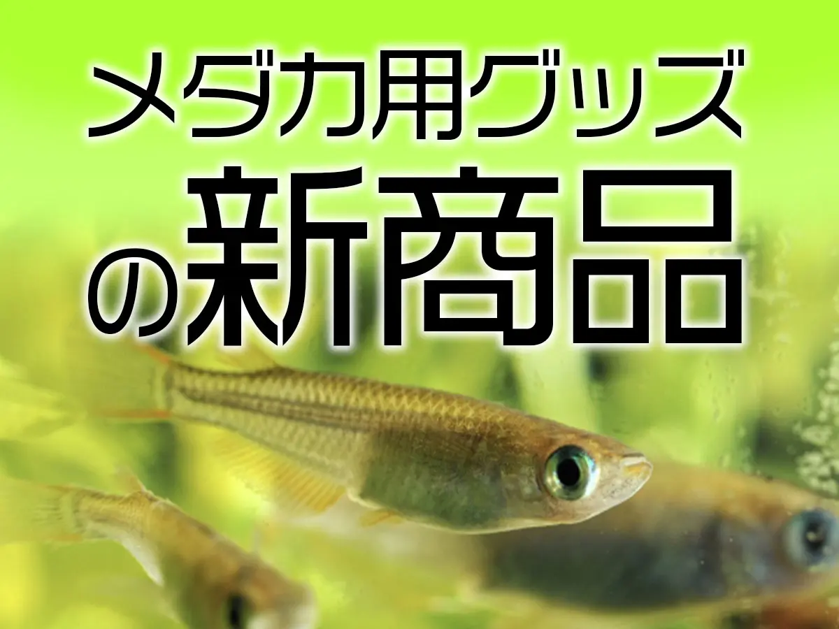 メダカの新商品特集！メダカ飼育におすすめの最新飼育用品ベスト10 