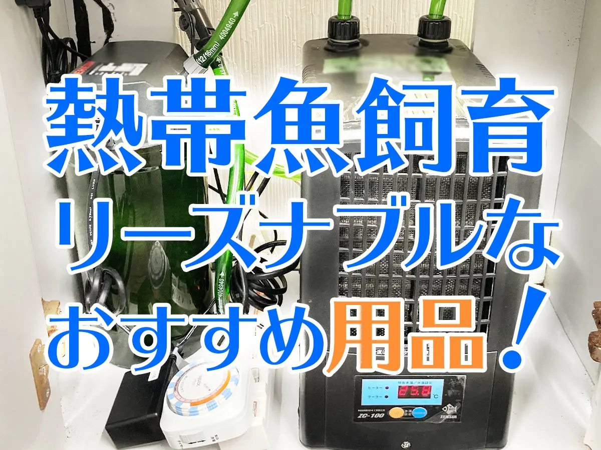 熱帯魚用品特集！飼育におすすめ用品ベスト10！価格にも注目しました 