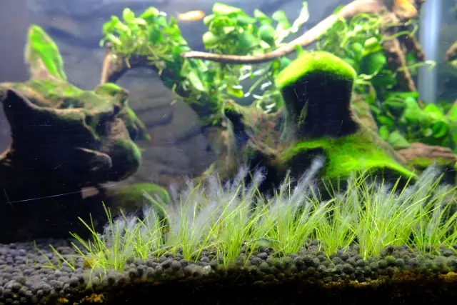 水槽用流木のすべて【流木の種類、アク抜き、掃除法を解説